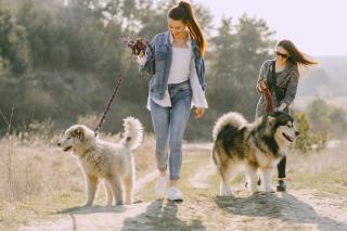 Freepik | Прогулка с собакой: 10 простых правил для комфорта и безопасности